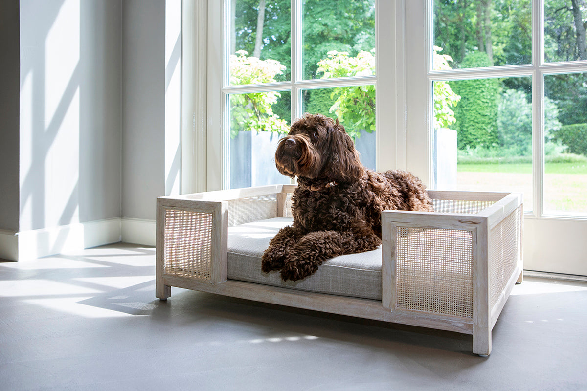 Explore Our Luxury Collection of Elevated Feeders for Dogs