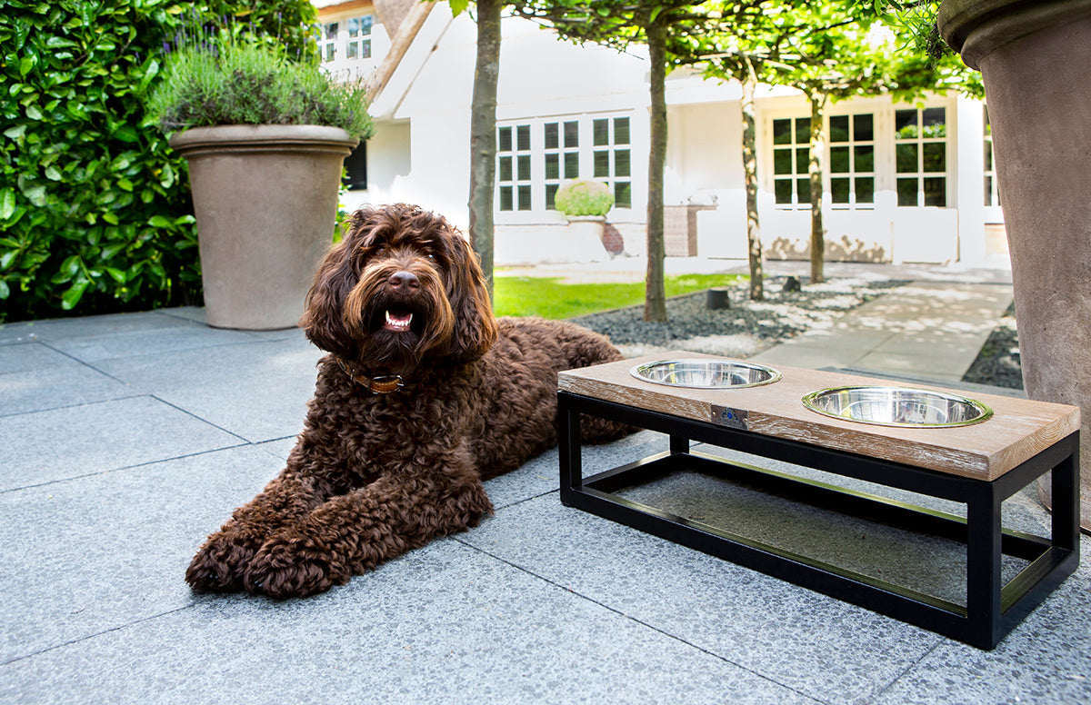 Explore Our Luxury Collection of Elevated Feeders for Dogs