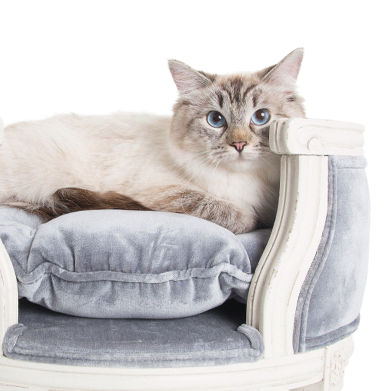 Explore Our Premium Collection of Designer Dog Beds & Blankets – Lord Lou